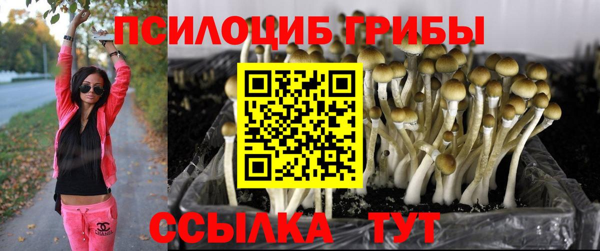 Псилоцибиновые грибы GOLDEN TEACHER  где найти   Соль-Илецк  Вход с VPN 
